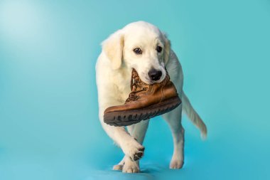 Deri çizmeli Golden Retriever parlak mavi stüdyo arka planına karşı