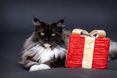 Şenlik stüdyosunda Noel hediyesi kutusu olan tüylü bez bebek melezi bir kedi.