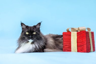 Şenlik stüdyosunda Noel hediyesi kutusu olan tüylü bez bebek melezi bir kedi.
