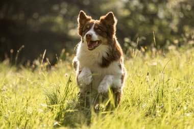 Kırmızı biseksüel Avustralya çobanı yaz çayırlarında koşuyor