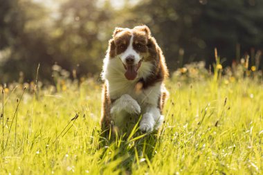 Kırmızı biseksüel Avustralya çobanı yaz çayırlarında koşuyor