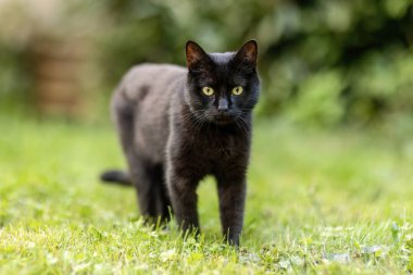 Bahçedeki kara kedi meraklı görünüyor.