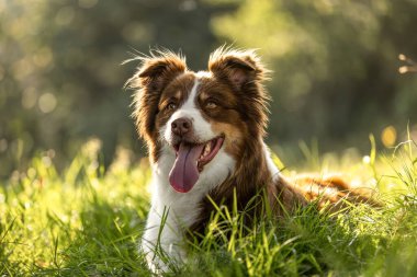 Mutlu Avustralya Çoban Köpeği Kızıl biseksüel Çayırda yaz güneşinin tadını çıkarıyor