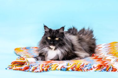 Pofuduk Ragdoll Maine Rakun renkli battaniyenin üzerinde yatan kediyi karıştırıyor