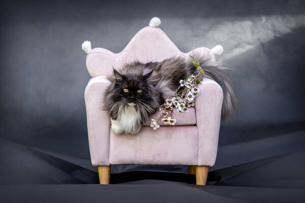 Fluffy Ragdoll Maine Coon mix cat on pink chair in studio