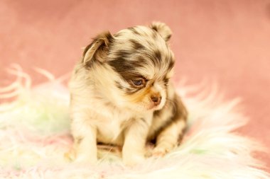 Şirin Merle Chihuahua köpek yavrusu pembe arka planda stüdyo portresiyle