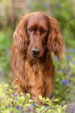 Çiçekler ve yeşilliklerle dolu bahçedeki İrlandalı yerleşimci köpeği