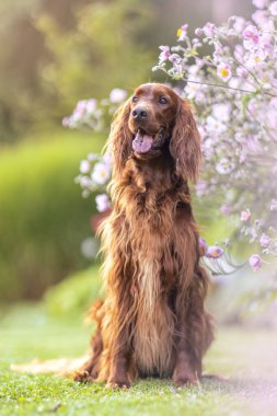 Çiçekler ve yeşilliklerle dolu bahçedeki İrlandalı yerleşimci köpeği