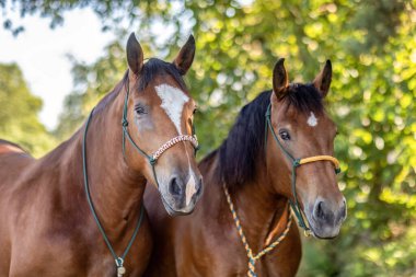 Güney Almanya kısrakları doğada geleneksel bir takım olarak bir arada duruyorlar.