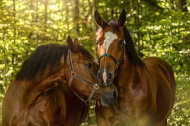 Güney Almanya kısrakları doğada geleneksel bir takım olarak bir arada duruyorlar.