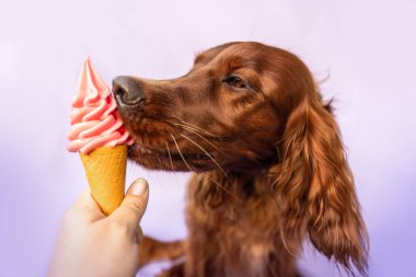 İrlandalı Setter, mor arka planda neşeli bir yaz konseptiyle dondurma yalıyor