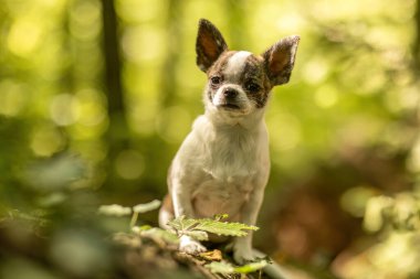 Şirin kısa saç fırçası ve doğada beyaz Chihuahua köpeği.