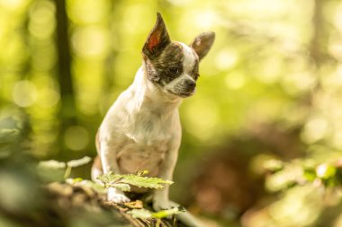 Şirin kısa saç fırçası ve doğada beyaz Chihuahua köpeği.