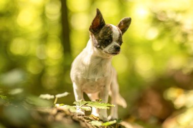 Şirin kısa saç fırçası ve doğada beyaz Chihuahua köpeği.