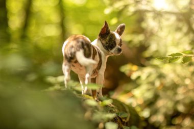 Şirin kısa saç fırçası ve doğada beyaz Chihuahua köpeği.