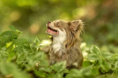 Çikolatalı, beyaz, uzun saçlı, Chihuahua portresi.