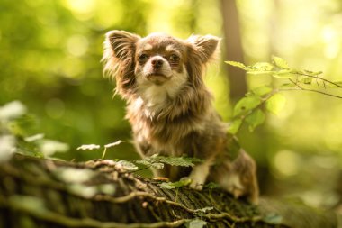 Çikolatalı, beyaz, uzun saçlı, Chihuahua portresi.