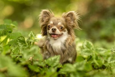 Çikolatalı, beyaz, uzun saçlı, Chihuahua portresi.