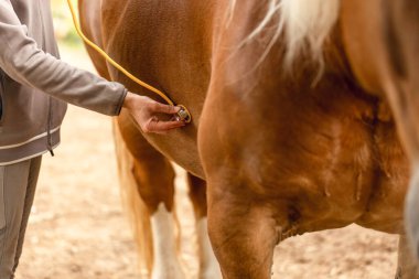 Veteriner, tıbbi eğitim sırasında atları steteskopla muayene eder.