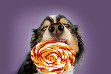 Australian Shepherd dog licking a colorful lollipop against a purple background, funny close-up portrait of a playful purebred dog with candy in studio, humorous concept for pet and sweets theme