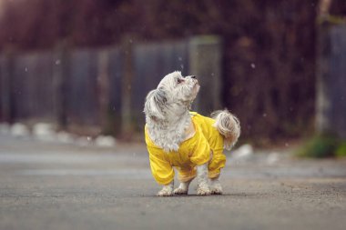 Yağmurlu bir günde açık havada duran sarı yağmurluk giyen küçük Maltese köpeği.