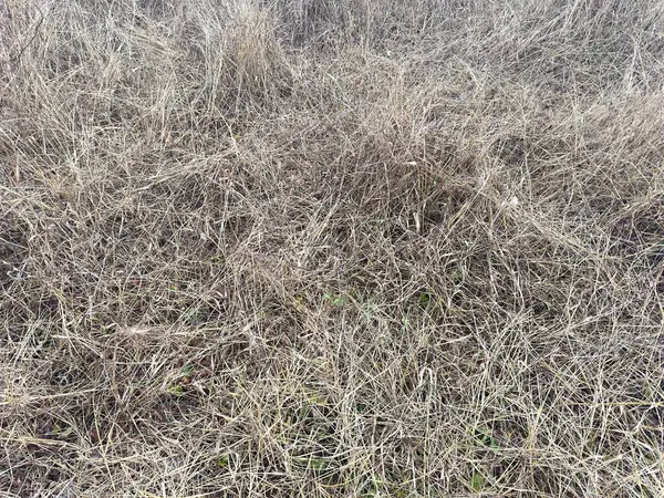 stock image the texture of dry grass from the top view, Withered weeds