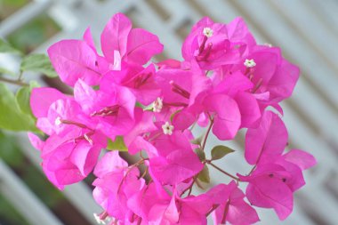 bougainvillea, gainvillea flower, gainvillea flower, villea, bougainvillea, villea, villeville