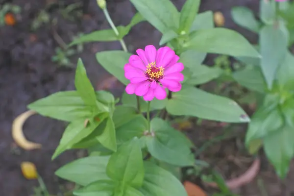 Bahçedeki güzel pembe çiçek