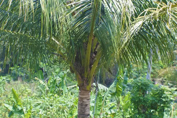 Hindistan cevizi ağaçları, tropikal flora