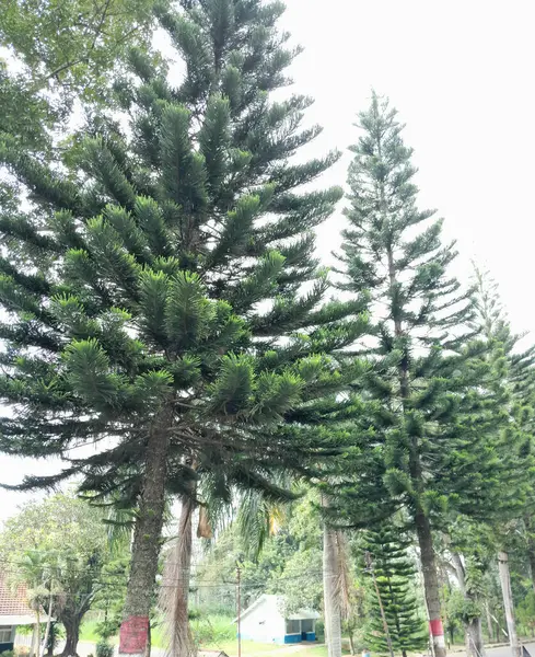 Parkın güzel manzarası
