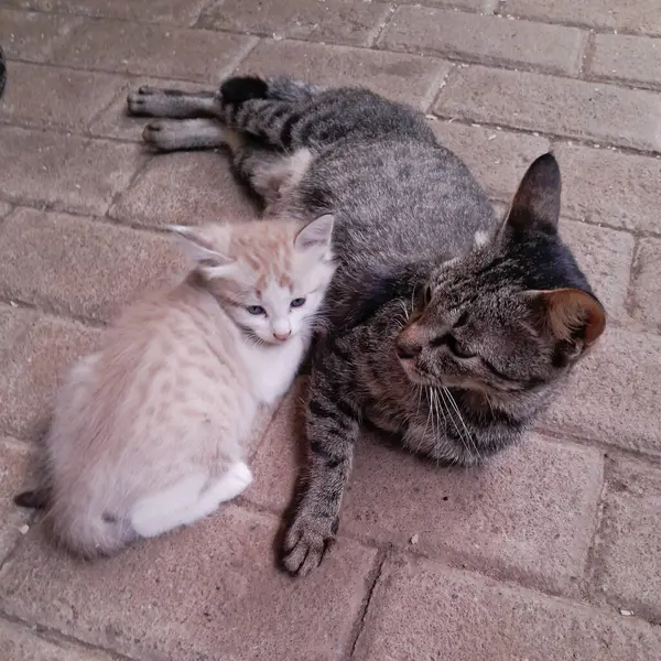 Beyaz kedili şirin bir kedi.
