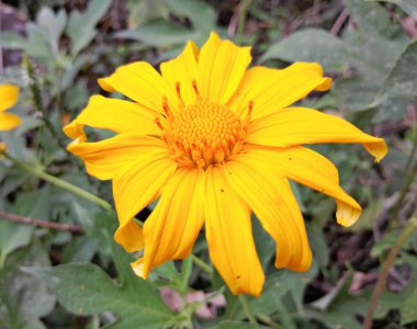 Beyaz arka planda güneş çiçeği