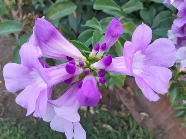 Gainvillea 'nın mor çiçeği, mor çiçek. görünümü kapat