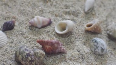 Sarımsaklı cips, kızarmış sarımsak, sağlıklı beslenme ve yiyecek.