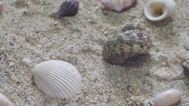 Beyaz arka planda deniz kabukları