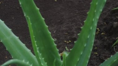 aloe vera fabrikası, kapatın.