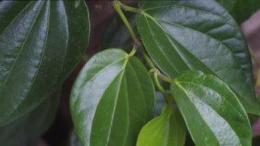 Ağaçtaki yeşil yapraklar veya betel yaprakları