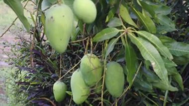 Mango ağacı üzerinde