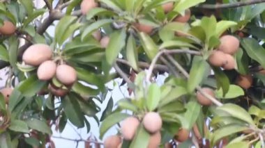 Lezzetli Asya yemeği ya da ağaçtaki sapodilla manzarası