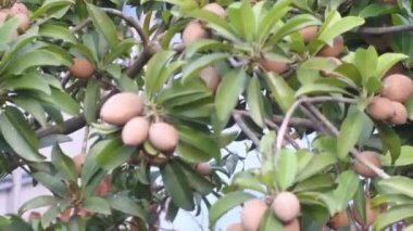 Sapodilla ağacı meyvesi