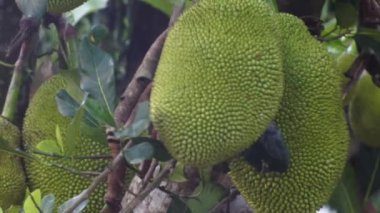 Ağaçtaki Jackfruit.