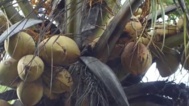 Hindistan cevizi ağacı üzerinde