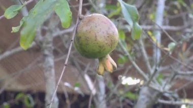 Ağaçta nar var.