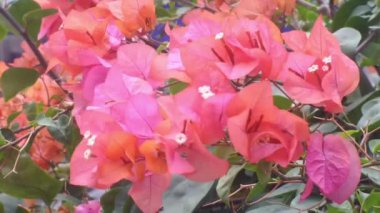 Güzel botanik çekimi, doğal duvar kağıdı begonvili.