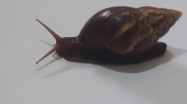 Beyaz arka plandaki salyangoz.