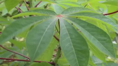 Bahçede yeşil yapraklar