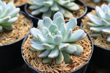 Güzel botanik fotoğrafı, doğal duvar kağıdı.