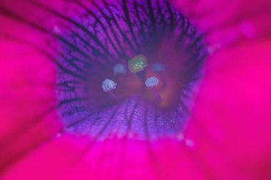 Floral background in red color. Flower petal close up. Shallow depth of field.