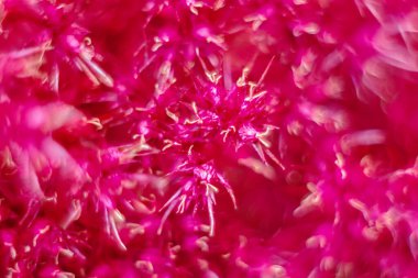 Floral background in red color. Flower petal close up. Shallow depth of field.