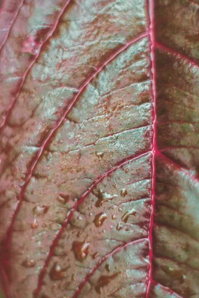 Dark Red Color Amaranth Leaf Close — Zdjęcie stockowe